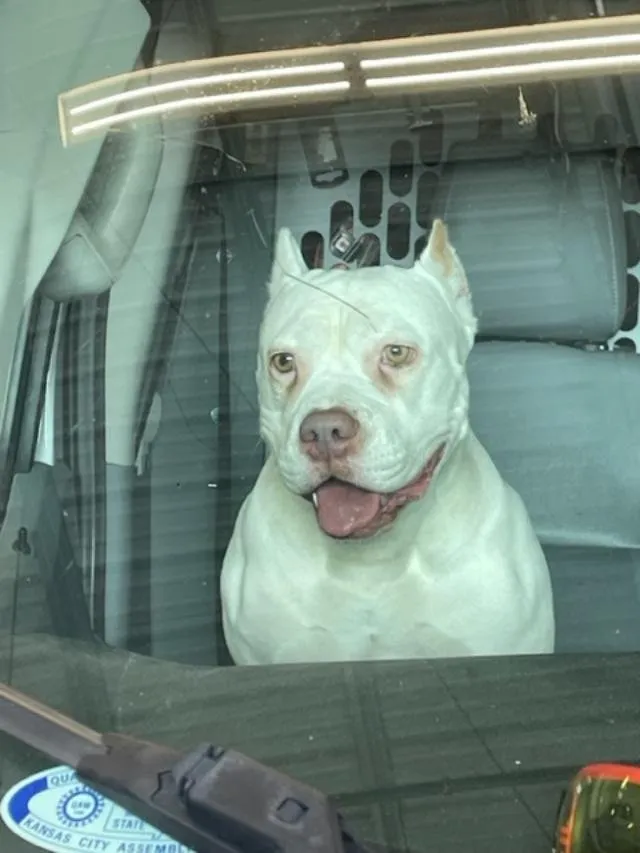 Slide of Villa Electric