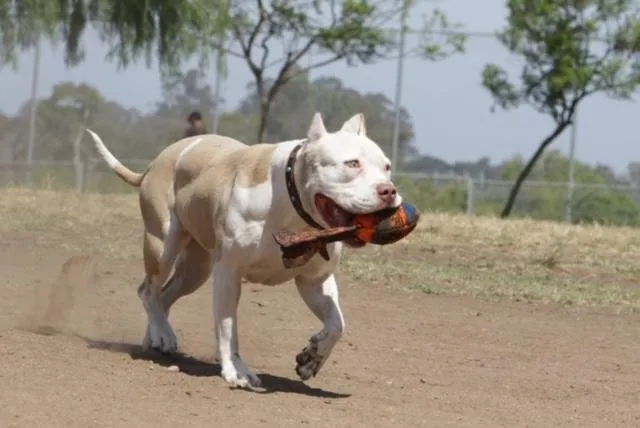 Slide of Villa Electric