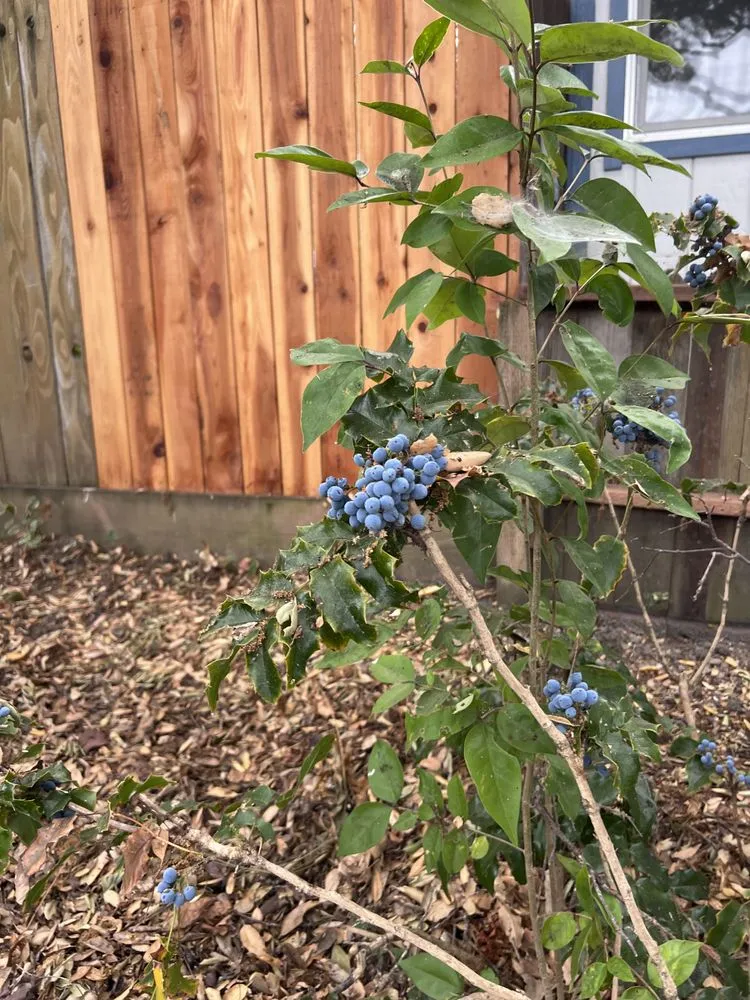 Slide of William The Handyman