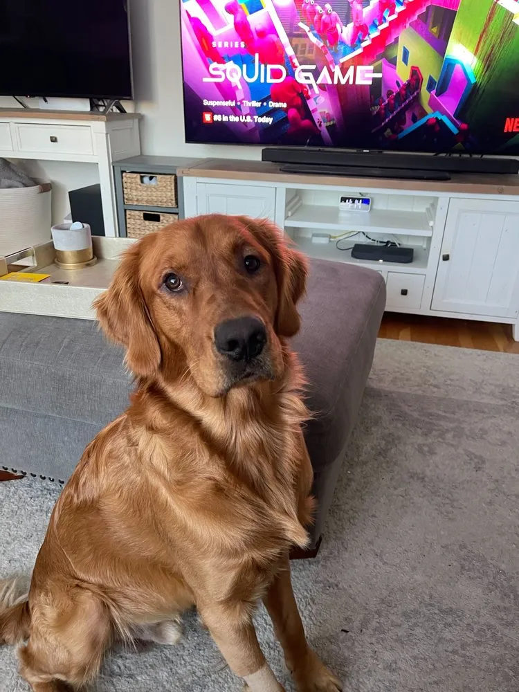 Professional electrical service for homes in outlet and switch repair,  by 