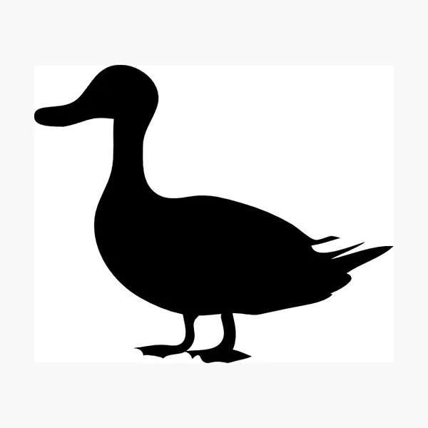 Slide of Wood Duck Electric