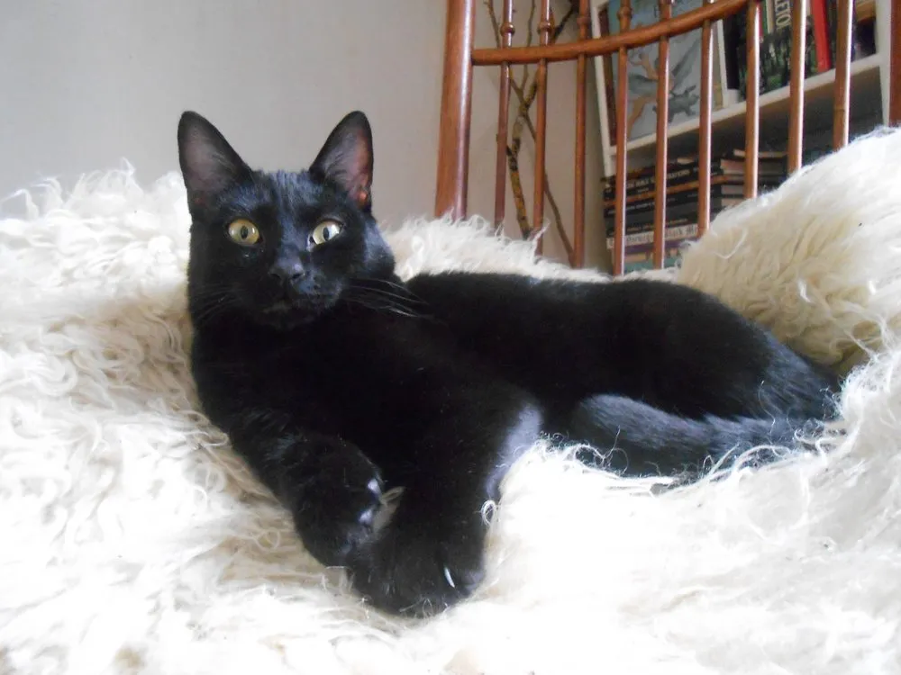 Slide of Young Electric